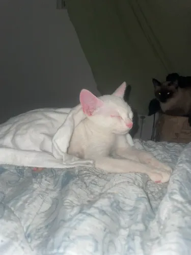 Gatinha para adoção