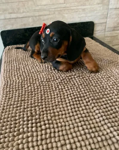 Dachshund Teckel Cofap Salsicha Basset