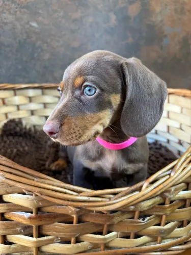 Basset Dachshund salsicha Teckel Cofap 