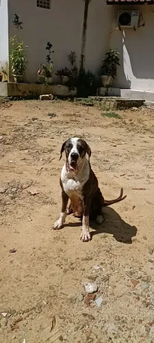 Fila Brasileiro fêmea