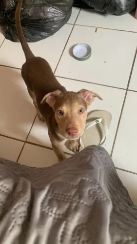 Filhote macho, mestiço de Pitbull com Doberman