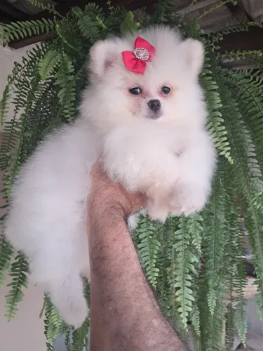 Lulu da pomerania fêmeas presente perfeito para seu filho !