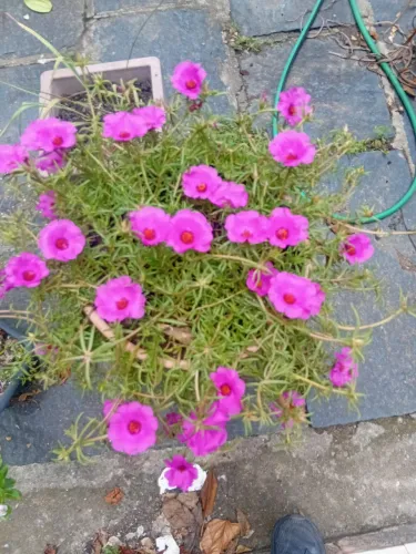 Vaso de planta onze horas