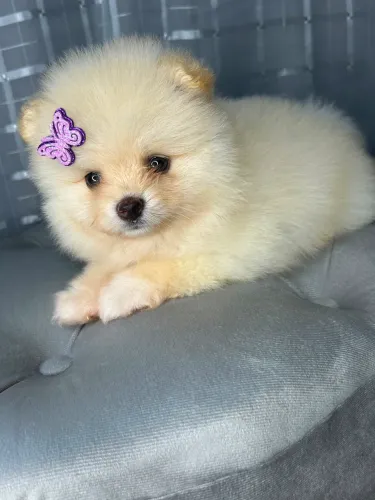 Lulu da Pomerânia creme minúscula