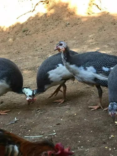 galinha da angola