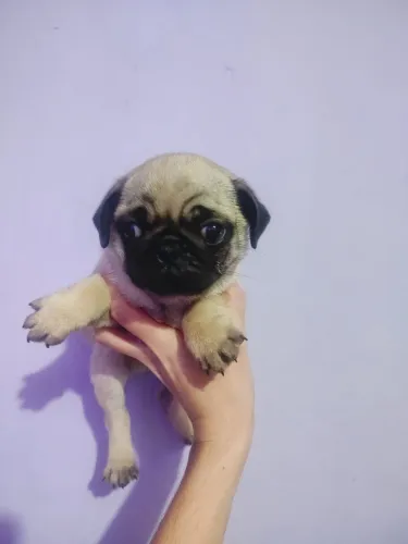 FILHOTE DE PUG MACHINHO