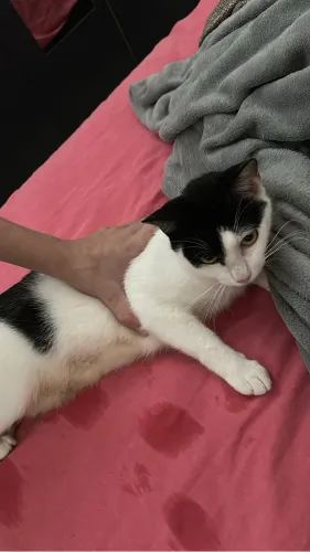 Doação de gatinhos/ zona norte SP