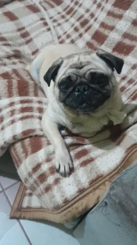 Cachorro pug fêmea
