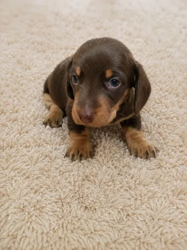 Vendendo Dacshund (salsicha)