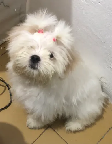 Pet Shitszu 