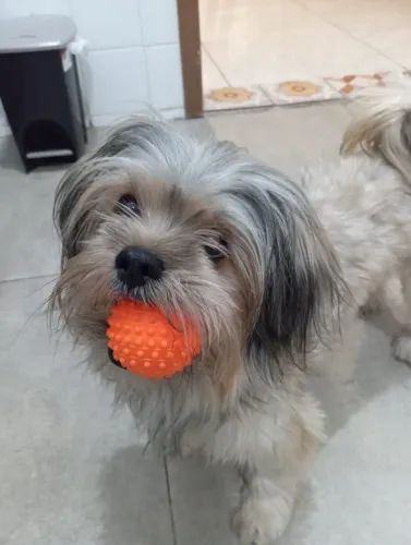 Doação Cachorro