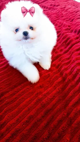 Lulu da Pomerânia