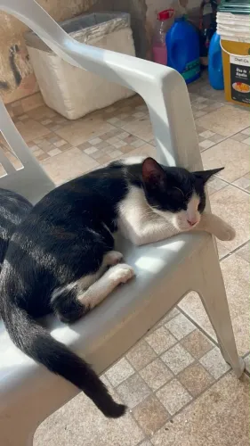 Gato doação 
