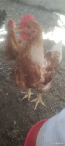 Frango mestiço com isabrown