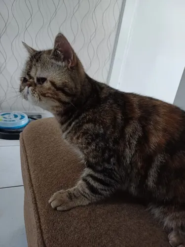 Gata persa