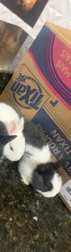 Vende se coelho
