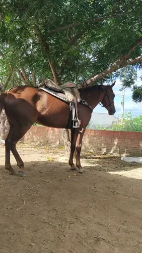 Égua mansa de esteira, 3 anos, arreios e sela tudo novo , 5 mil no pix