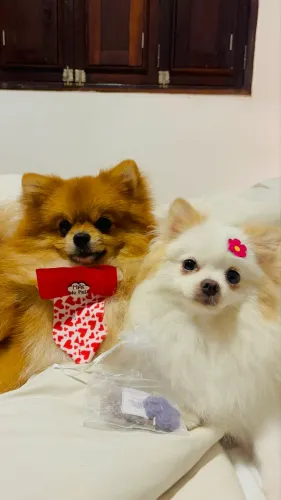 Lulu da Pomerania