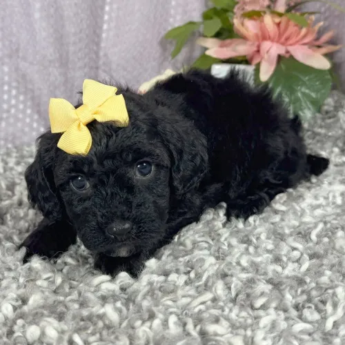 Poodle Toy Fêmea : Com contrato de compra e venda
