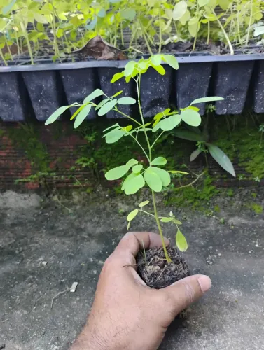 Moringa