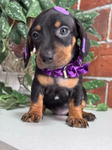 linguicinha mofadinho