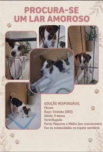 Adoção responsável 