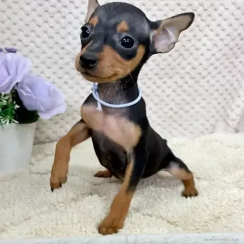 Cachorro Pinscher/Pincher Zero de Raça Macho e Fêmea com Pedigree SP