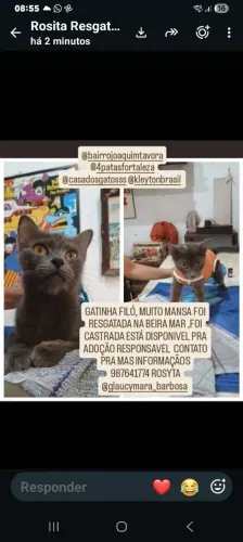 Linda gatinha cinza pra adoção 