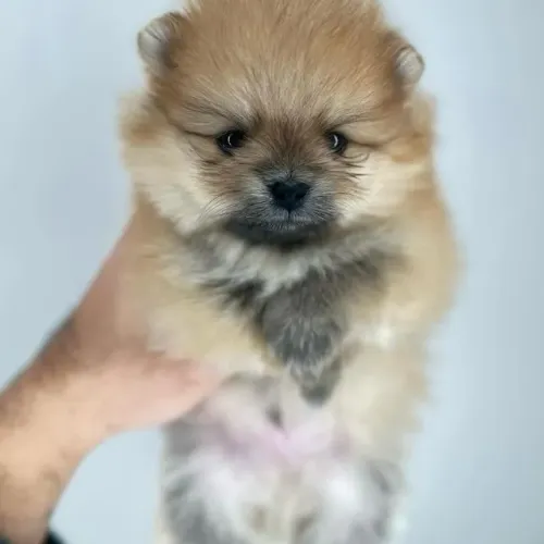 Filhotes de Spitz Alemão | Amor que te acompanha sempre.