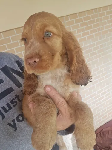 Filhotes coker spaniel Inglês