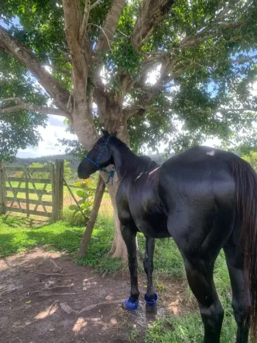 Cavalo Quarto de Milha PO - Puxada de Direita | Natal Six Cash