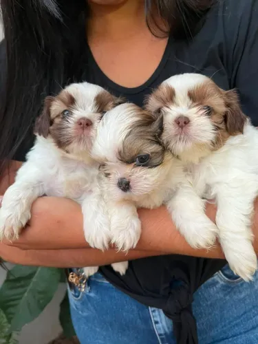 Mini shihtzu fêmea Linda