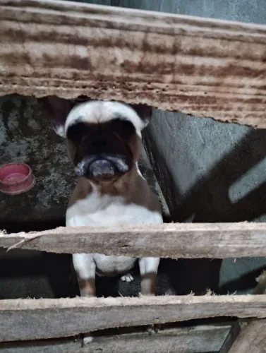 Vendo Bulldog francês 