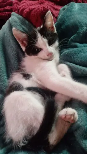 Doa-se filhote de gato de 2 meses