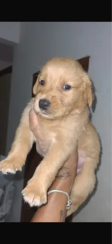 Golden retriever com 56 dias vermifugado