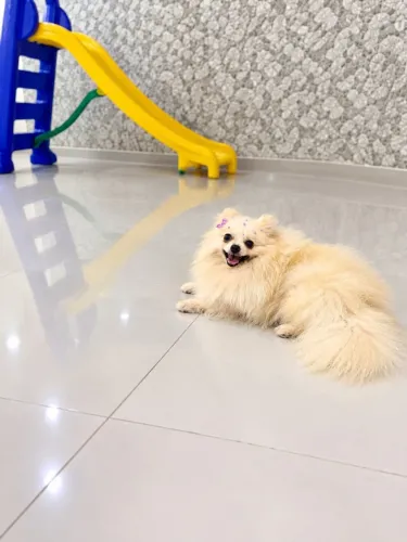 Lulu fêmea linda spitz adulta