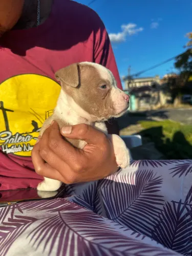 Pit bull filhote