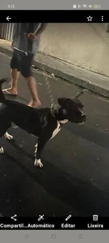 Filhote de Pitbul 