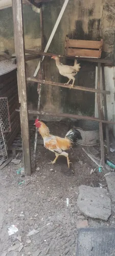 Galos e galinhas de quintal 