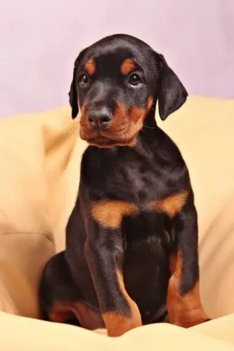 Doberman Levamos até você 