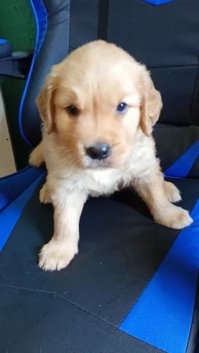 Vende Filhote de Golden Retrivier
