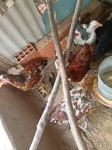 Criação GSB balão tradicional