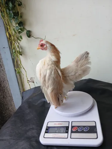 Vende se galinha serama