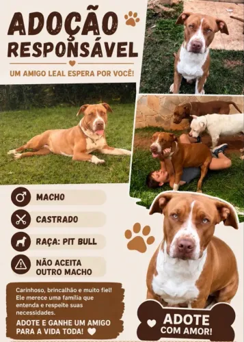 Doando cachorro macho pitbull