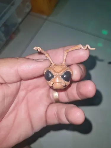 cabeça de gomezz mezco