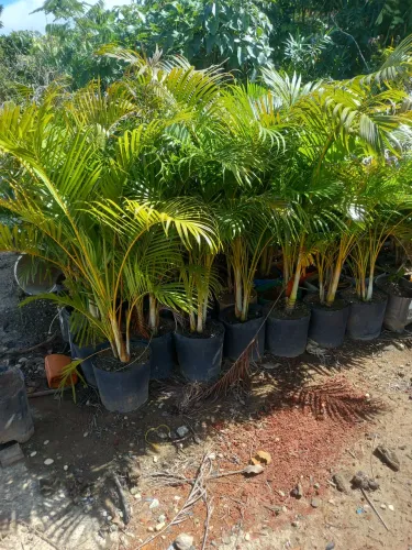Palmeiras areca. Bambu com 80cm