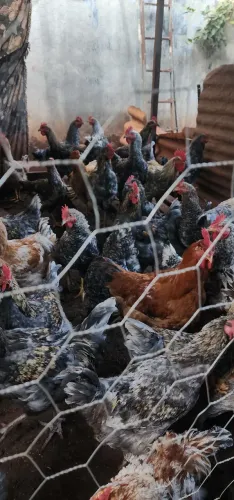 Frango
