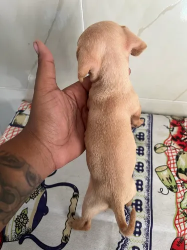 Dachshund 