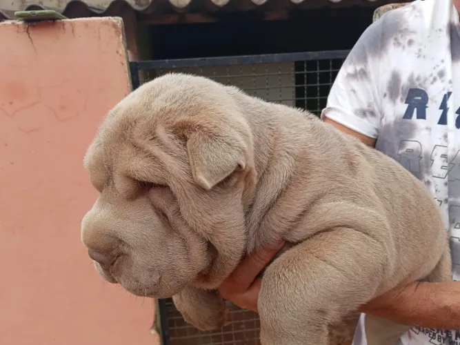 Shar pei