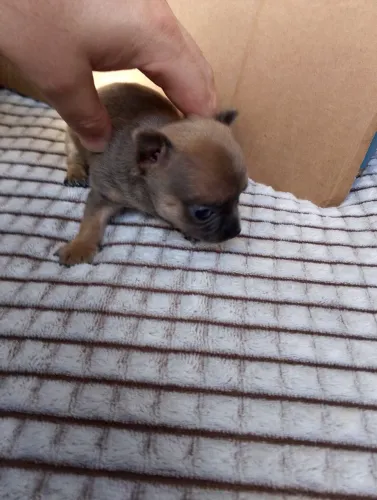 Filhote de chihuahua